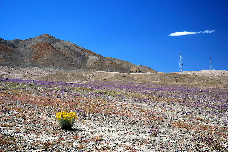  Sprliche Vegetation in einem Hochtal 