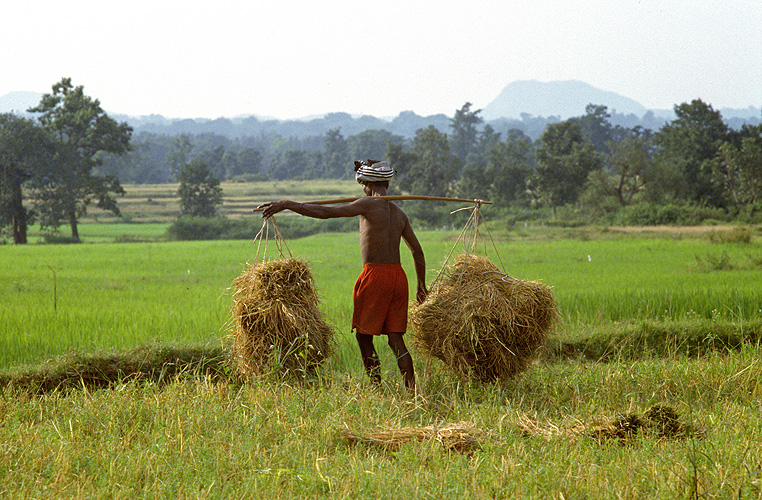 Transport von Stroh nach der Ernte, Jharkhand 